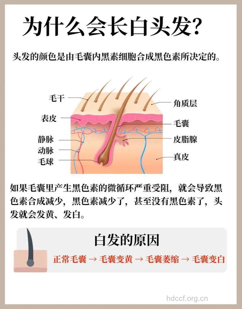 人为什么会长早生白发