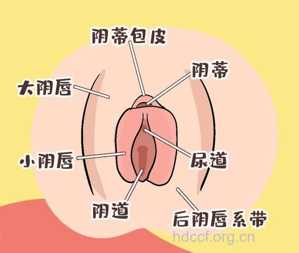 阴道的自检方法