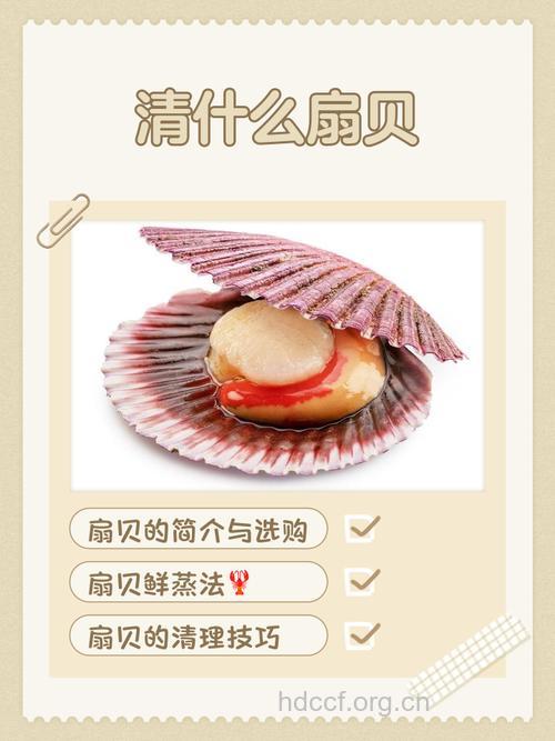 经期可以吃扇贝吗