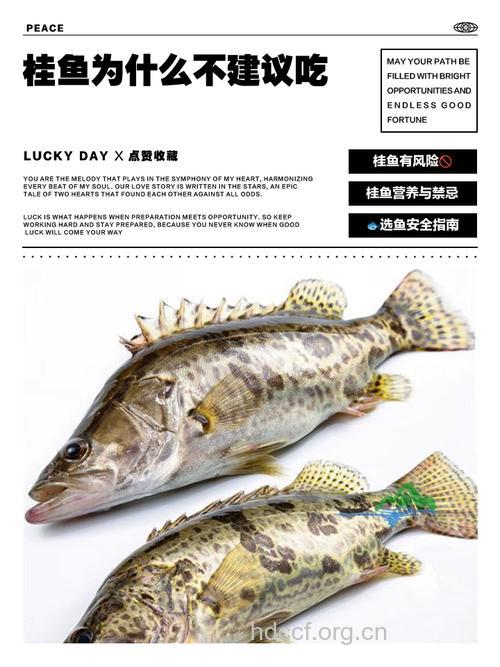 经期可以吃鳜鱼吗