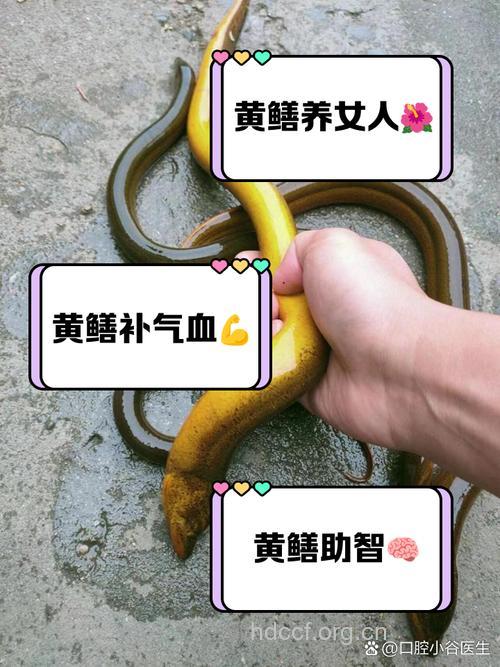 经期可以吃黄鳝吗