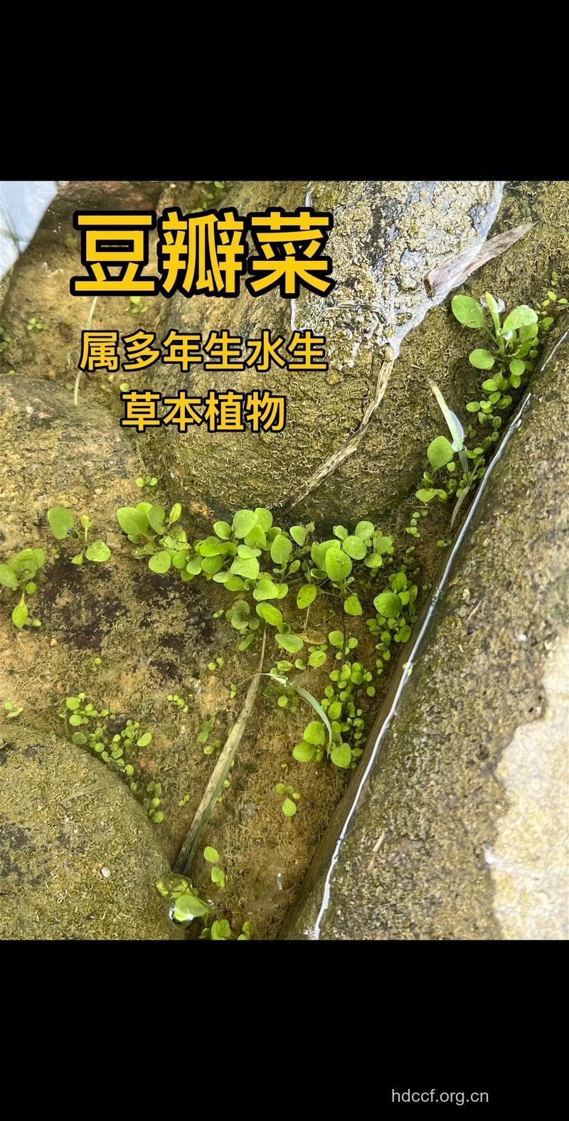 经期可以吃豆瓣菜吗
