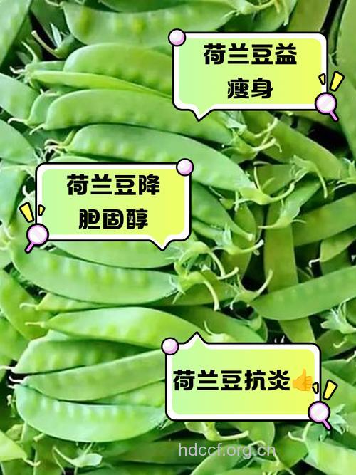 经期可以吃荷兰豆吗