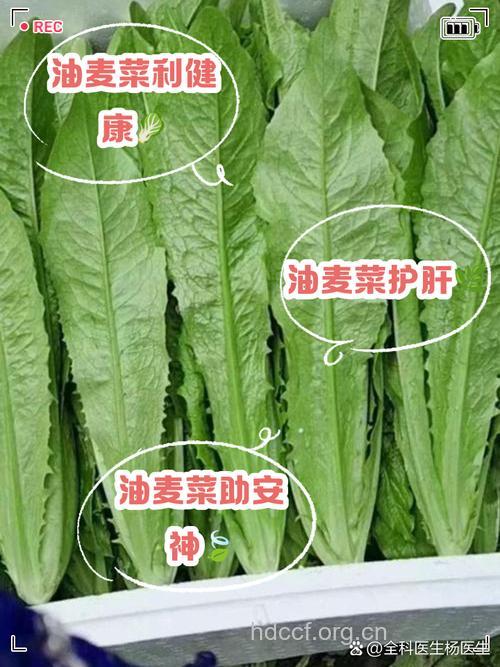 经期可以吃油麦菜吗