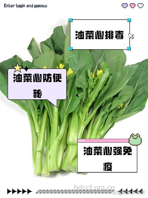 经期可以吃油菜心吗