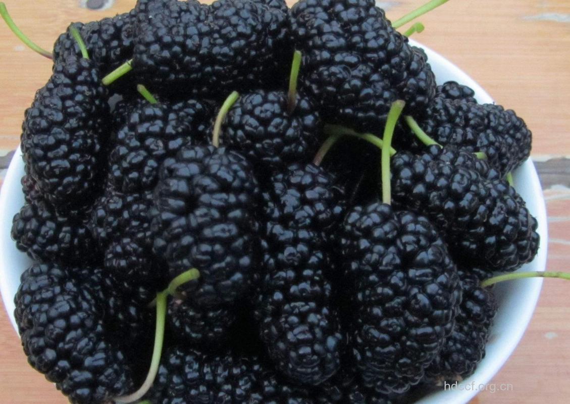 补肾多吃4大黑色水果
