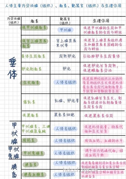 各种内分泌的作用