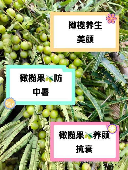 经期能吃橄榄吗