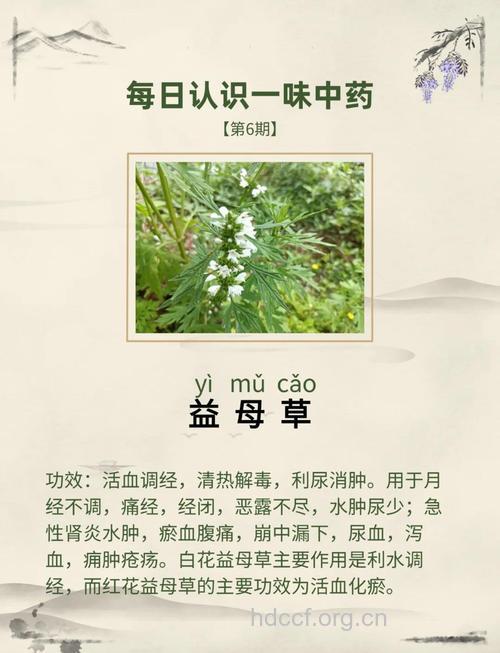 月经期可以吃益母草吗