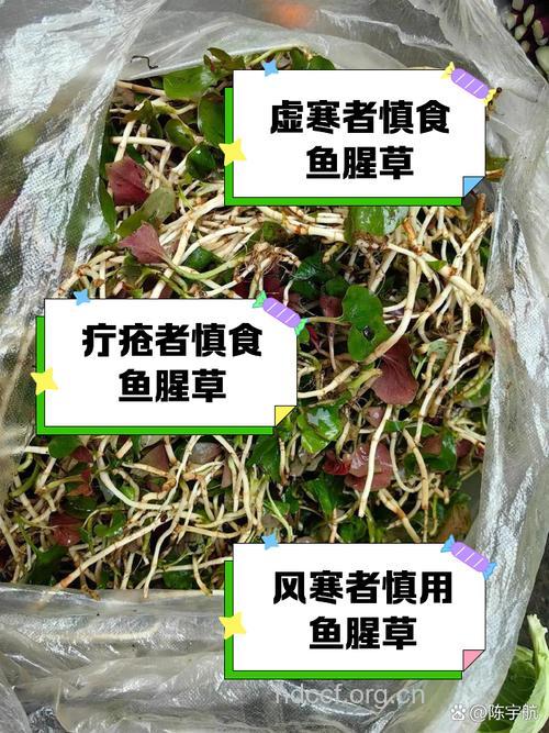 经期能吃鱼腥草吗