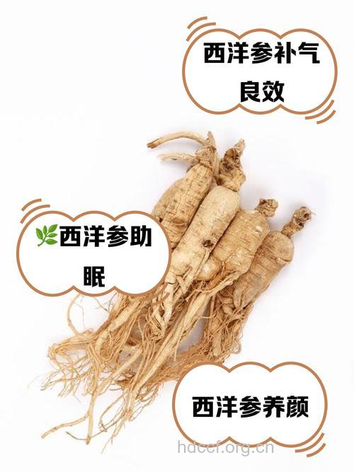 女人喝西洋参泡水好吗 适当喝有4个好处