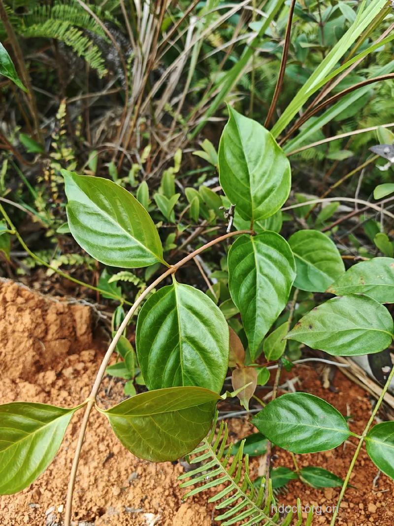 什么是断肠草 断肠草的图片