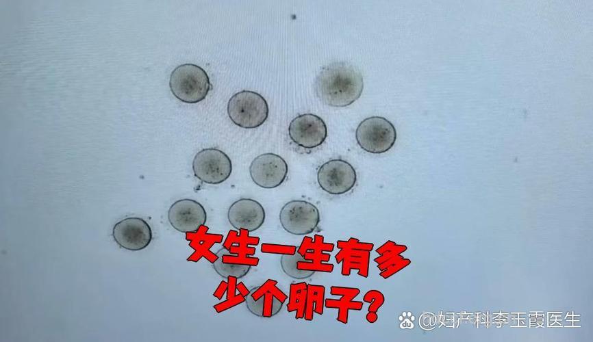 女人一生排出多少颗卵子