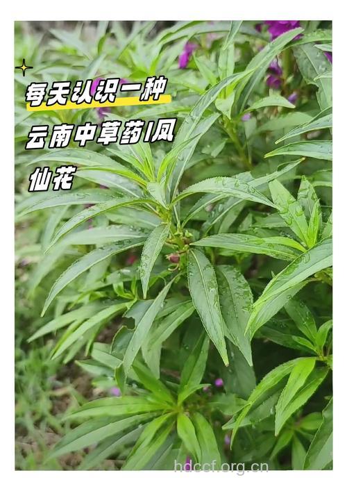 凤仙花活血止痛治闭经