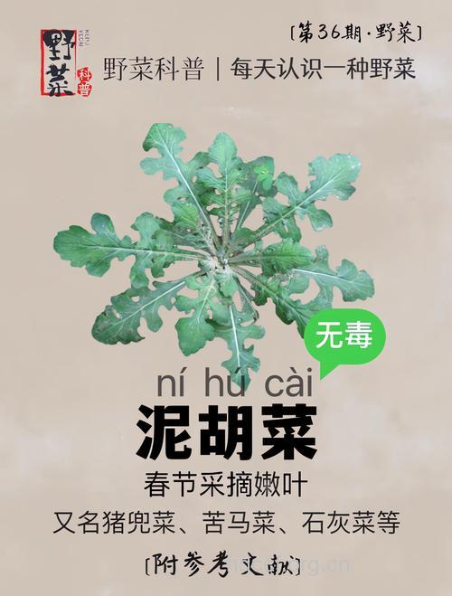10种保健身体的野菜