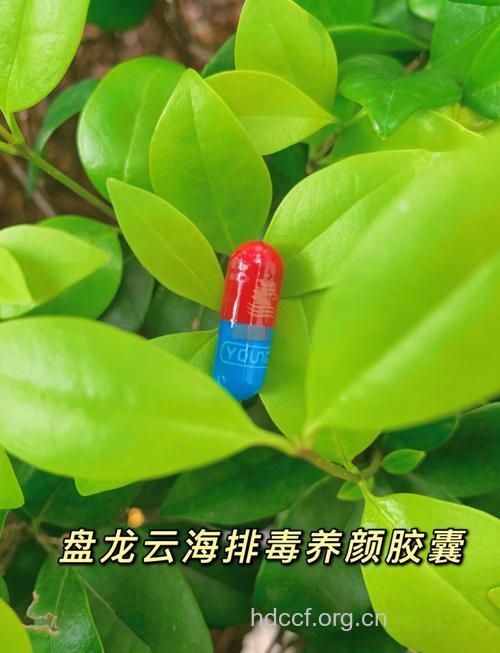 女性冬季必备的排毒圣品