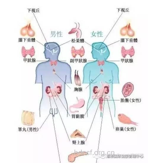 自测荷尔蒙分泌小绝招