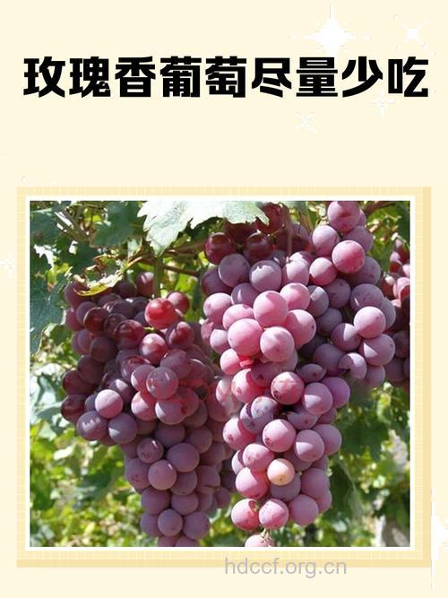 经期可以吃葡萄吗 经期能吃什么水果