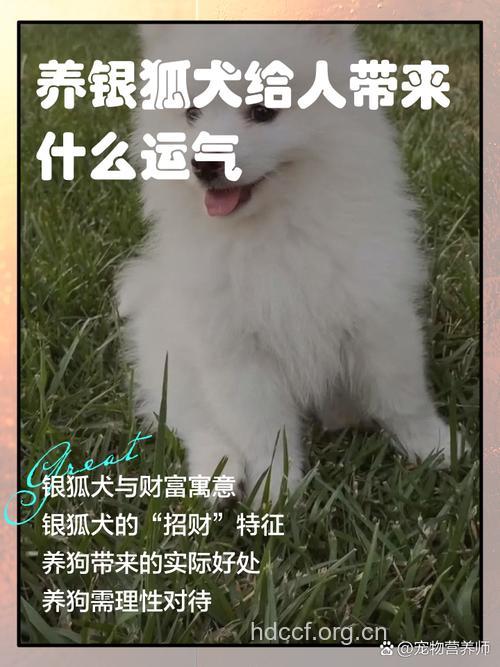 养错宠物会带来坏运气