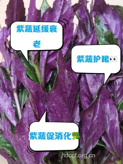 多吃紫色蔬菜让你更年轻