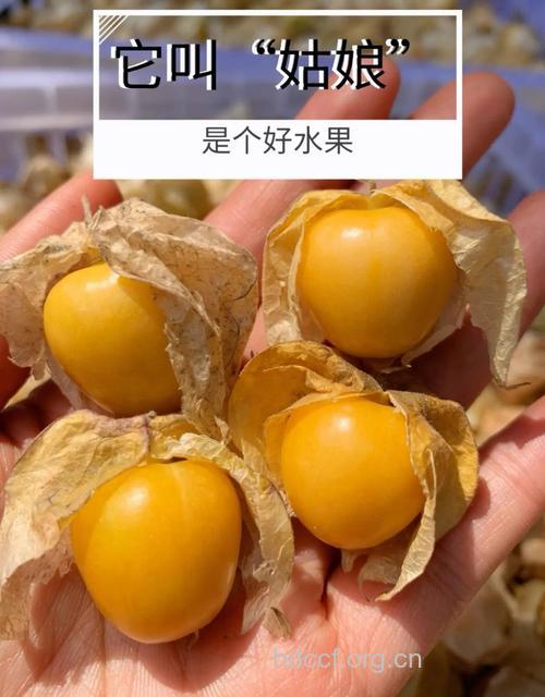 女白领春季必看养生水果