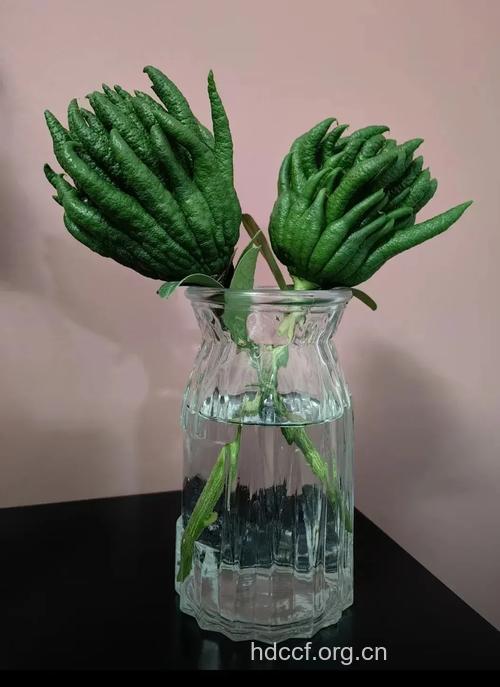 8种水果养出水嫩美人