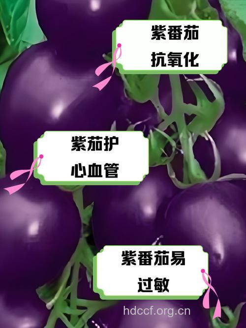 紫色西红柿可抗肿瘤