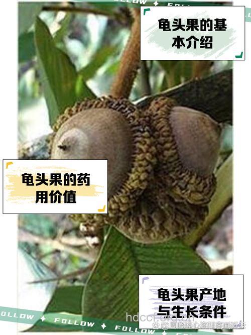 治疗男性私处病的神奇水果