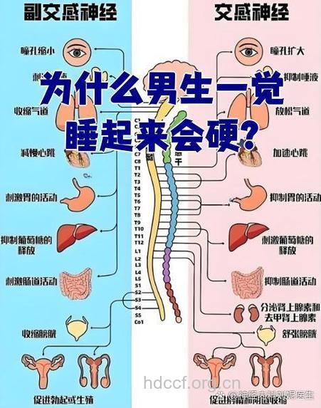 阳痿与睡眠的关系