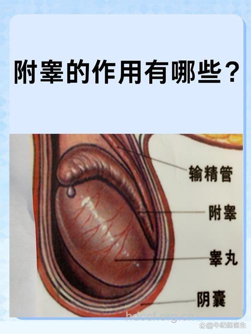 盘点男性附睾的七种生理功能