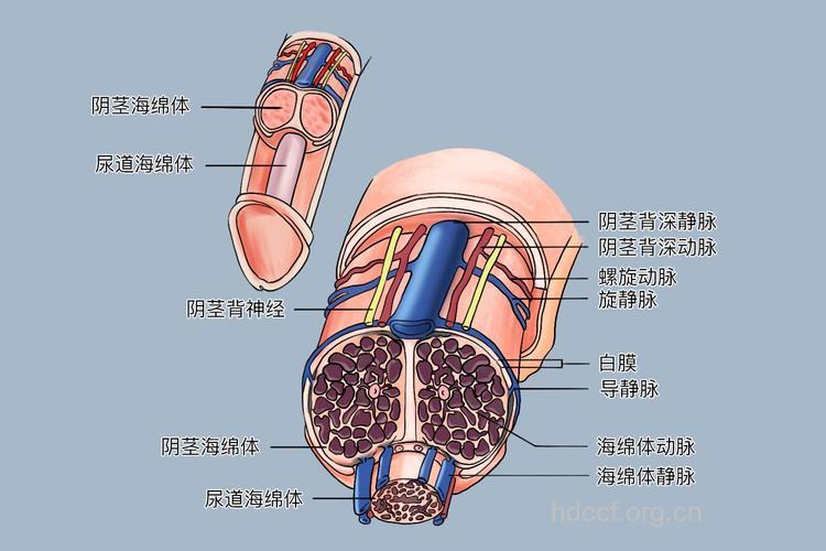 阴茎背神经与原发性早泄