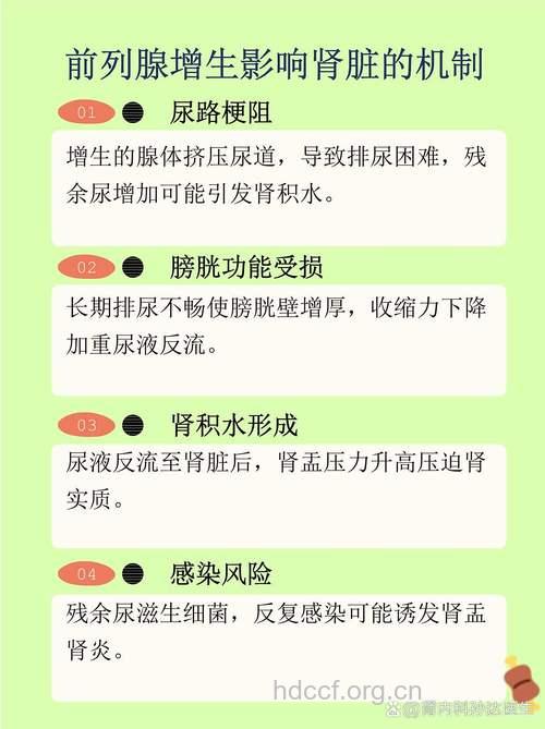 前列腺增生或影响肾功能
