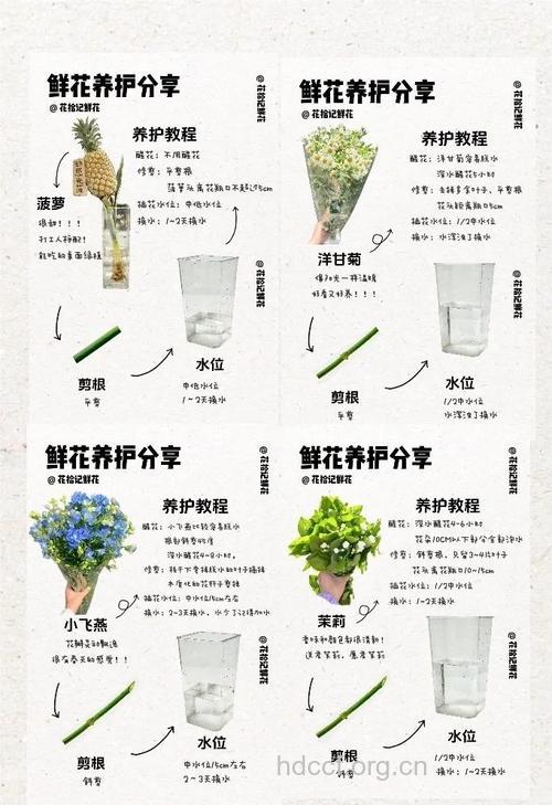 鲜花养生秘法大全