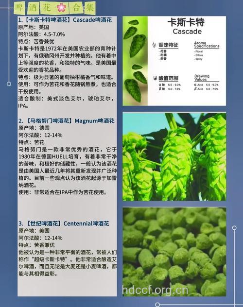 啤酒花对预防前列腺疾病有特效