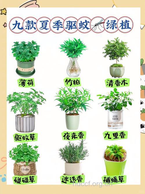 夏季能防蚊的植物有哪些