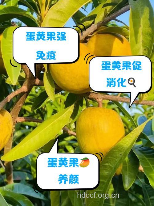 吃这8种水果能治疗睾丸炎