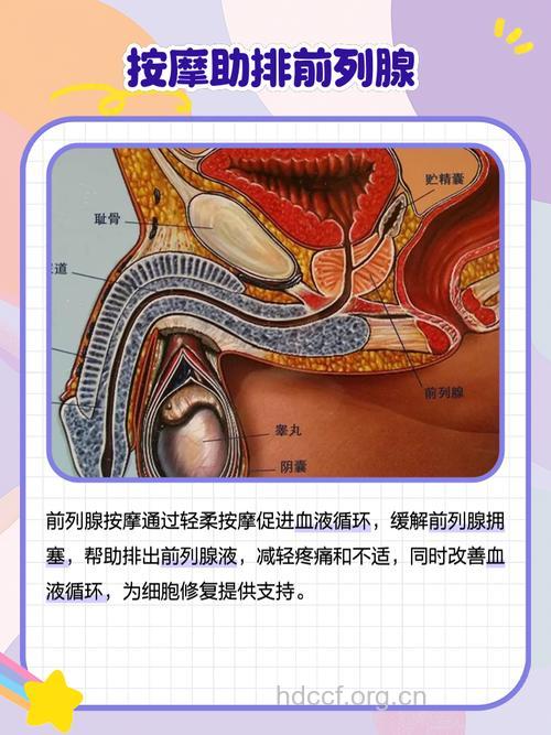 男人的生命腺 前列腺治疗方法