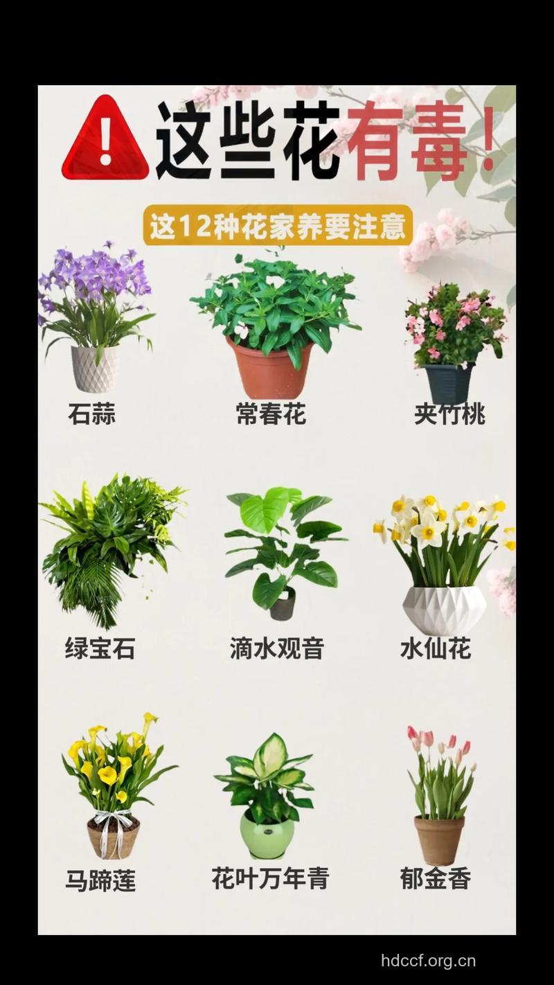 11种鲜花不适合室内种植