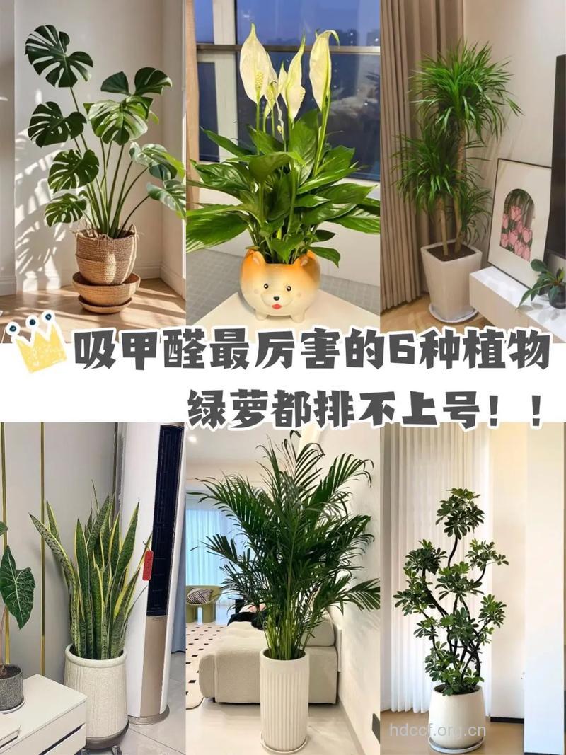 六类植物帮你吸走室内毒气