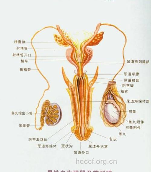 男性生殖器构造是如何的