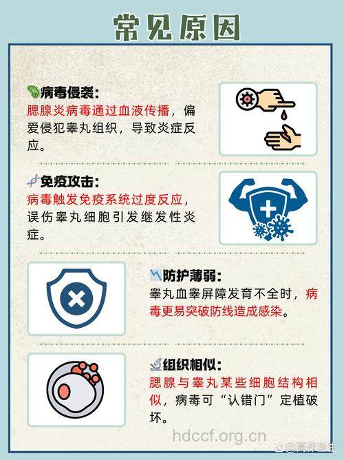 腮腺炎为什么会引发睾丸炎