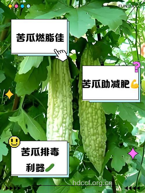 吃苦瓜到底能不能减肥呢