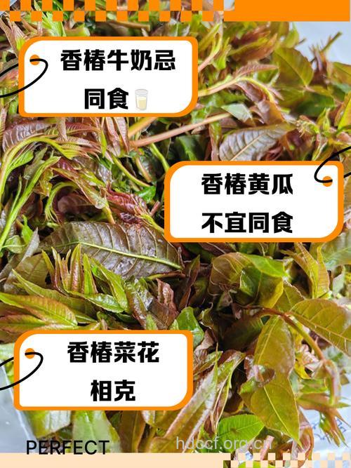 香椿和什么食物相克