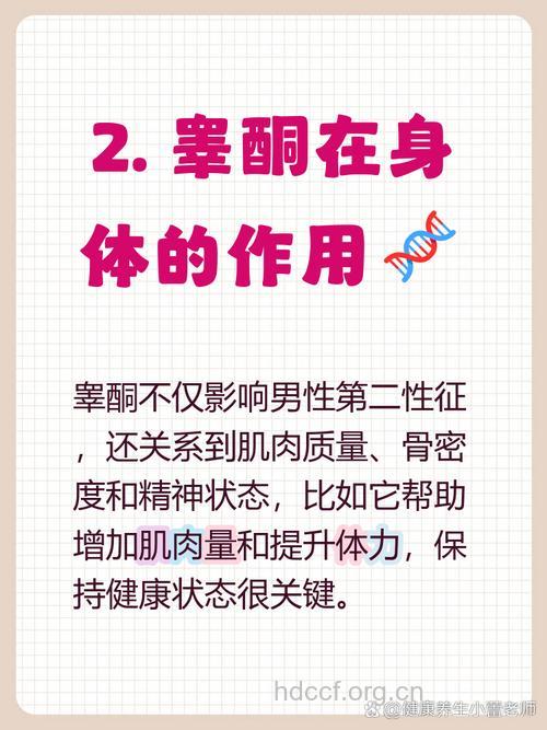 雄激素对睾丸有什么作用