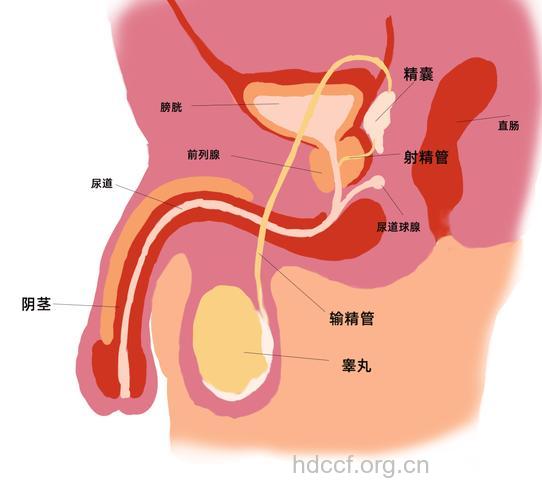 阴茎安全的十五个生理点