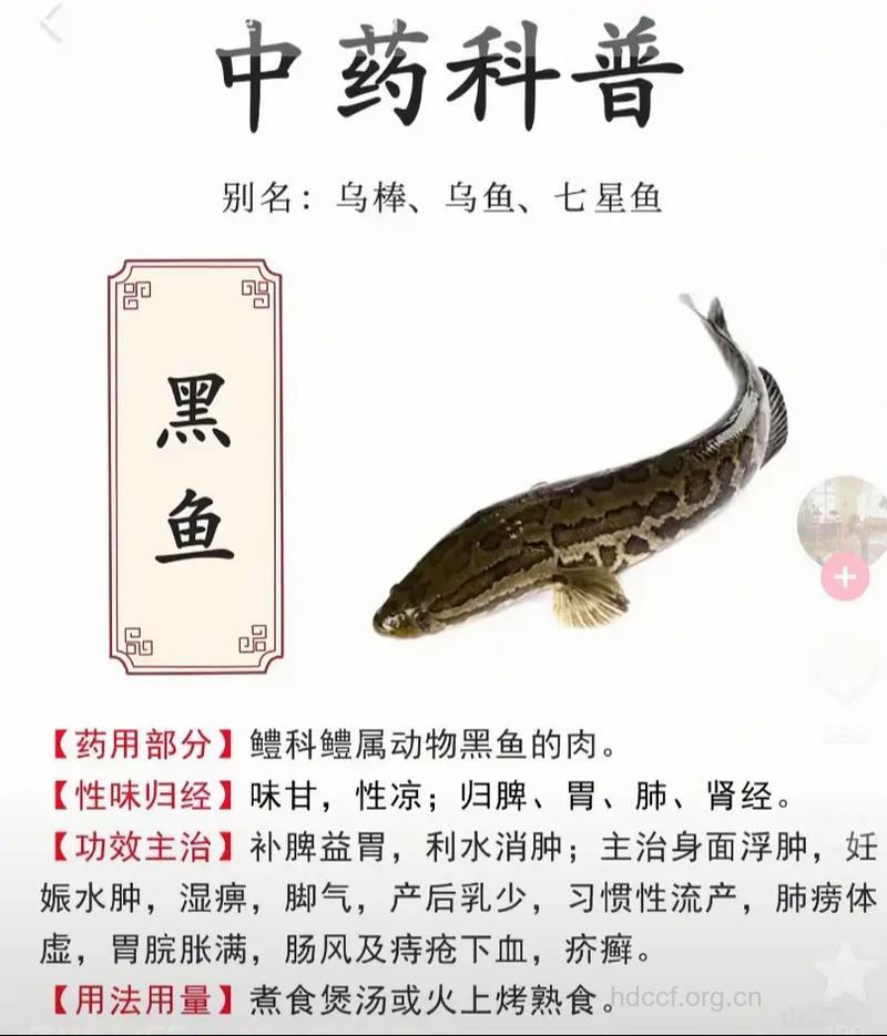 黑鱼的营养价值及功效