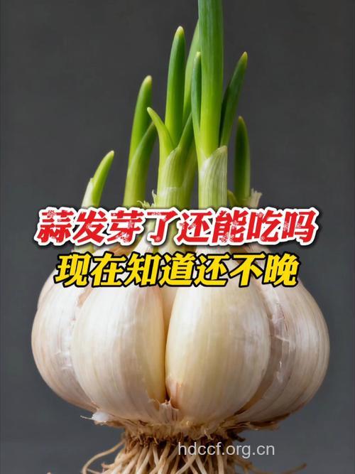 发了芽的大蒜能吃吗