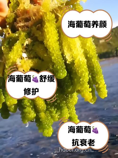 海鲜和葡萄能一起吃吗