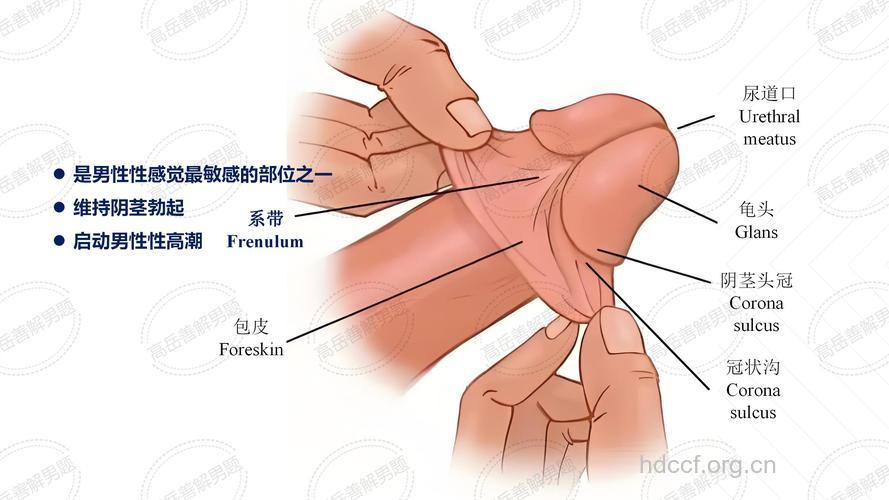 男性要如何帮助包皮的发育