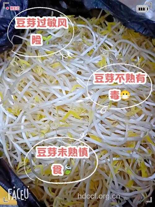 吃未炒熟的豆芽菜好吗